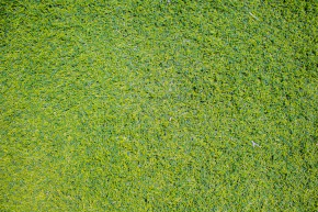 An image of green grass
