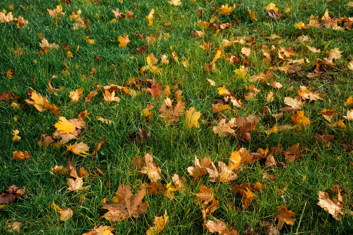 Fallen autumn leaves blanketing a green residential lawn in suburban New Jersey