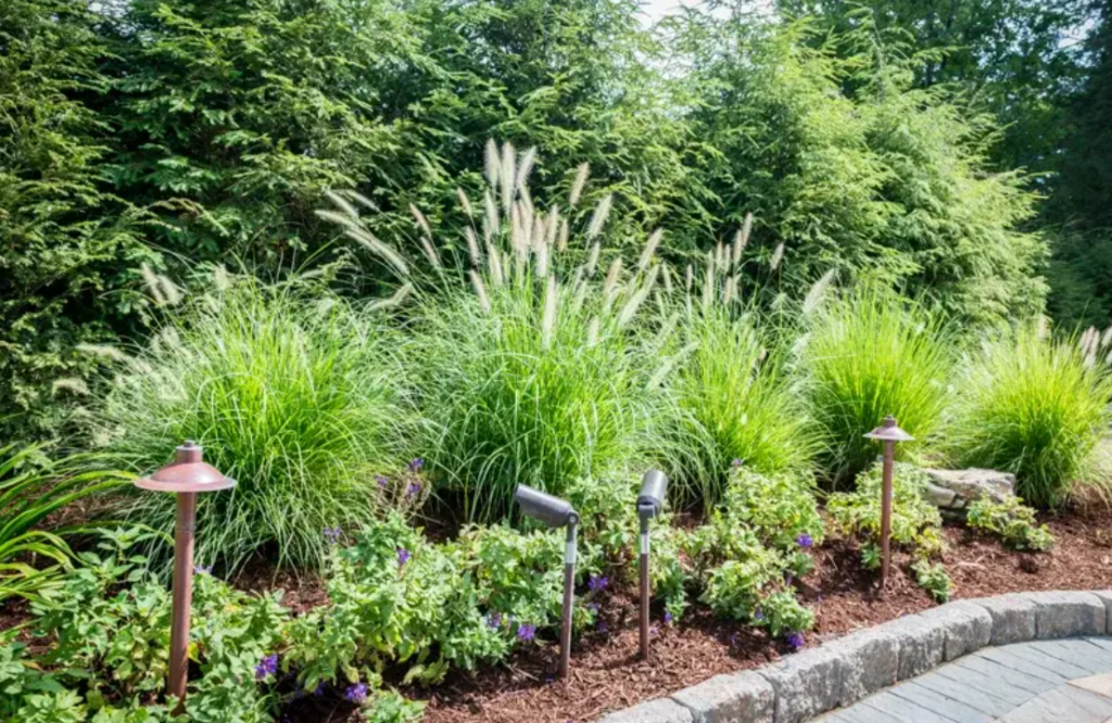 Landscape bed with ornamental grasses, flowering plants, pathway lighting, and evergreen backdrops designed to enhance texture and visual dimension
