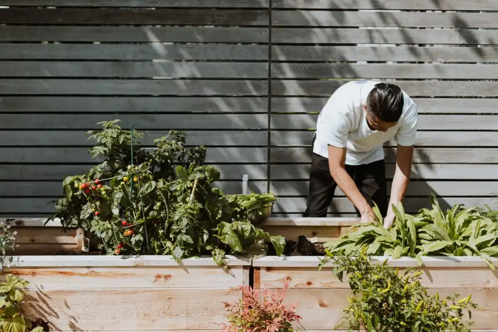 An image of a man working on plants
